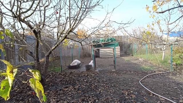 Занимаюсь хозяйством / Ноябрьская малина / Крашу сарай для цыплят