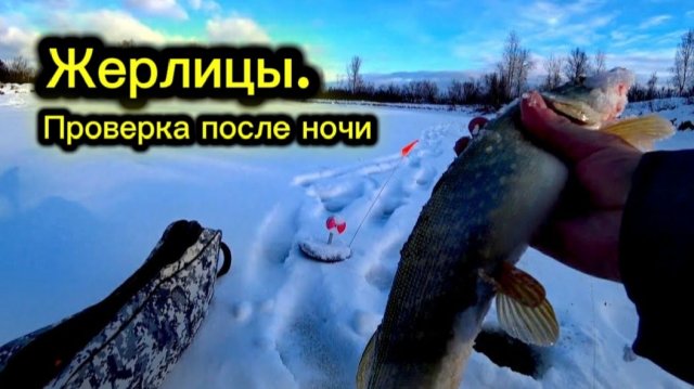 Жерлицы. Проверка после ночи. Открыл для себя зимний сезон