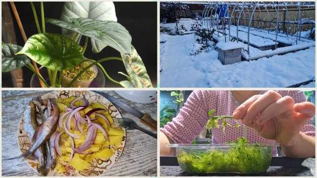 Замело снегом метеокачели. Не еда, а праздник живота! Пересадка цветов из тепличек