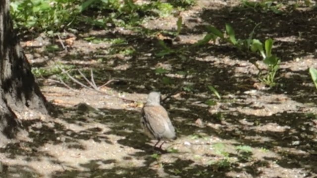 Птенец дрозда-рябинника