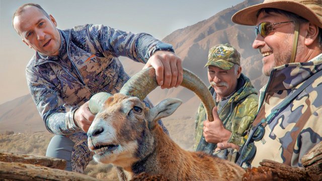 Трофейная охота в Техасе. Красный баран 🦂