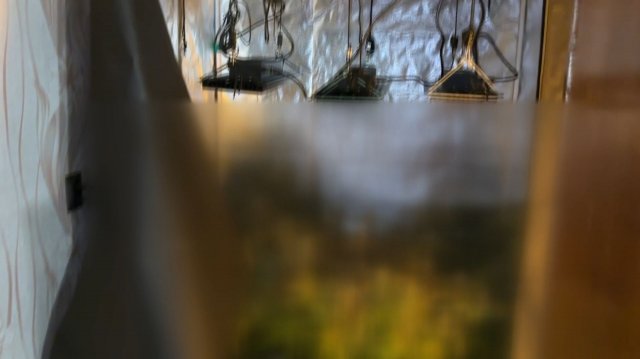 В Ивановской области поймали троих культиваторов марихуаны с 3,5 кг наркотиков