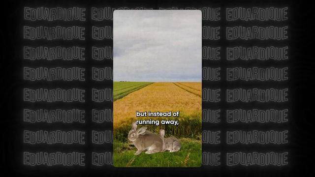 2D Анимация Reels