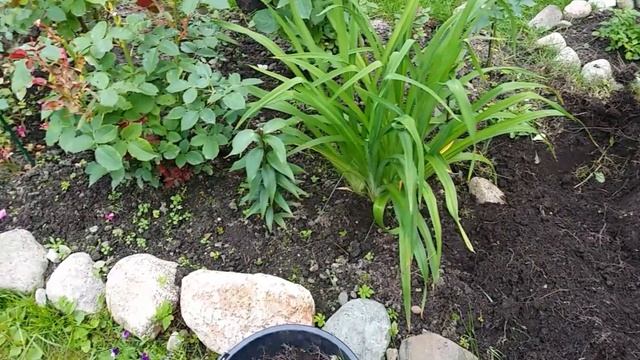 13-Дача..Новая роза..из Оби Фокус-покус