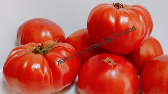 Три коллекционных сорта томата в открытом грунте из каталога на 2026 год