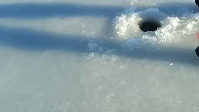 Бешеный клев. Жерлицы работали одна за одной. Щука.