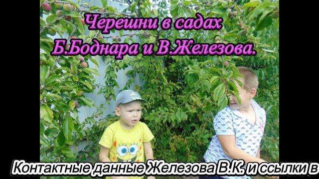 Черешни в садах Б.Боднара и В.Железова.