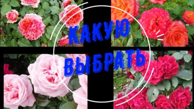 ВЫБИРАЮ ЧАЙНО-ГИБРИДНУЮ РОЗУ