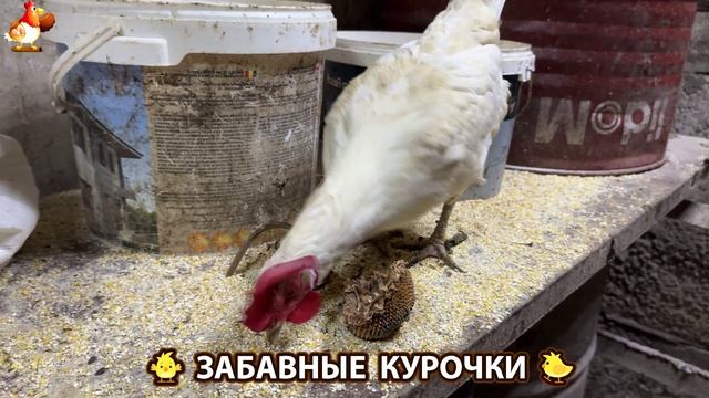 Забавные курочки несушки на сельском подворье 🤗😂😜 (28)