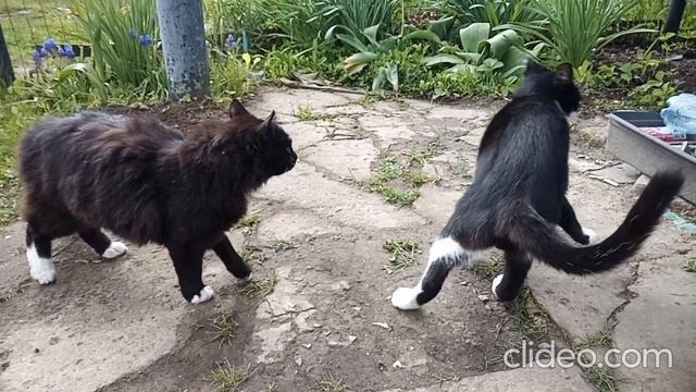 Песня "Забей"