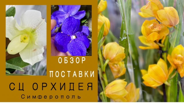 Большой завоз орхидей г.Симферополь