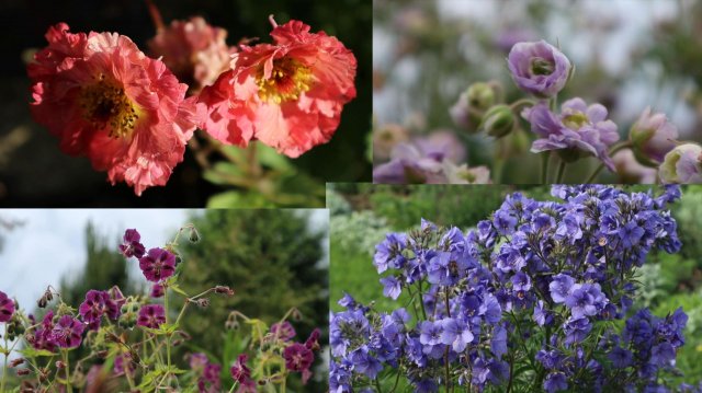 Многолетники июня. 1 часть. Северо-Западный регион.