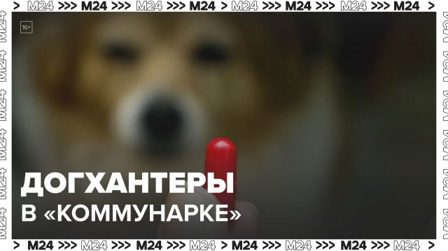В Коммунарке снова заметили догхантеров - Москва 24