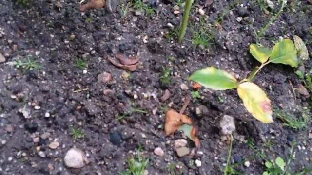 17- Дача😃отдыхать мы умеем😂