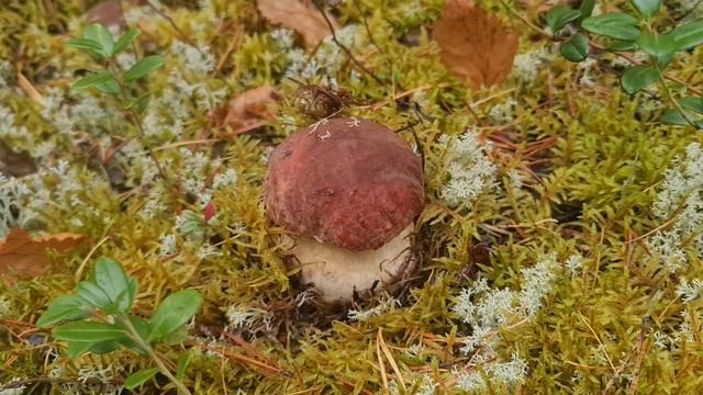 Грибы 27.09.2025 1 часть