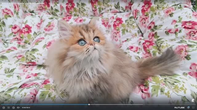 Лучший в классе котят - конкурс 31-й выставки кошек PCA 22 ноября 2025г