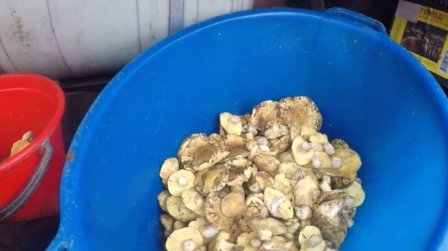 СБОР ГРИБОВ РОСТОВСКАЯ ОБЛАСТЬ.СБОР 20.11.2025