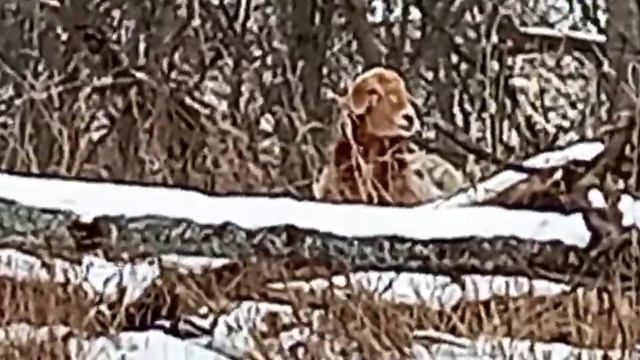 Кого только не встретишь на рыбалке