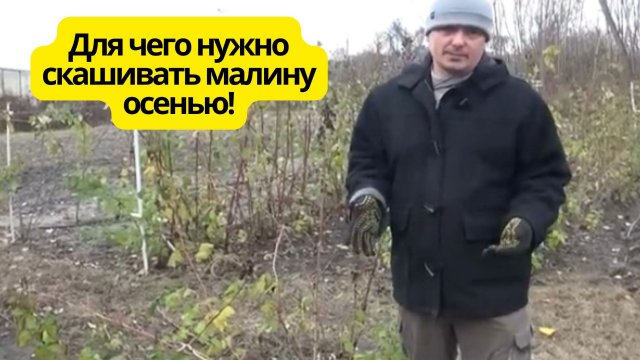 Правильное скашивание ремонтантной малины осенью.!