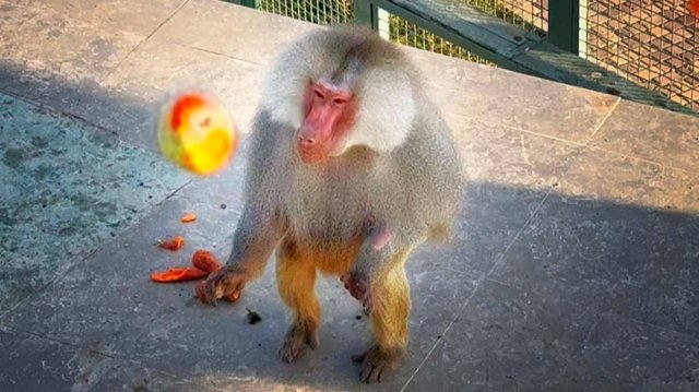 Кто не ловит, тому по макушке!😲 Гамадрилы ловят то, что им нравится! В ДОМ3 их всего 4!