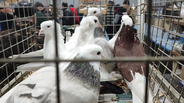 22.11.2025г Москва, Голубиный Рай ч.2