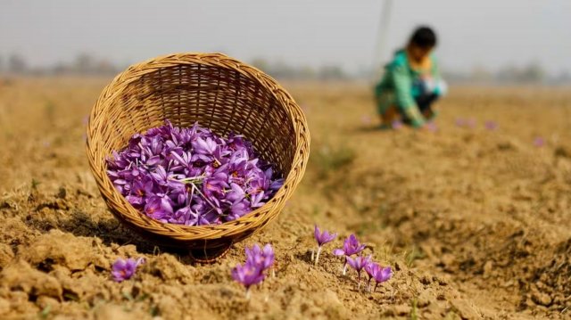 Фермеры бьют тревогу: рекордно низкий урожай шафрана собран в Индии