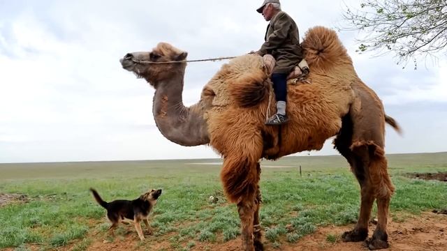 Всё самое интересное о верблюдах