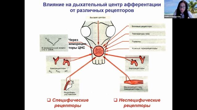 Лекция 12. Нормальная физиология для ИКМ и ИМД. Дыхание. Часть 2. Шишелова А.Ю.