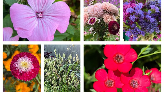 Ожидание и реальность! Что выросло из цветных пакетиков!