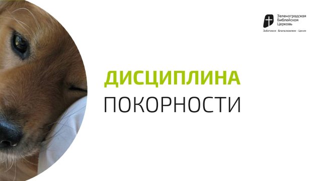 Дисциплина покорности | Павел Колесников