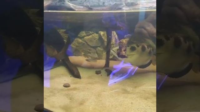 Илистый прыгун музей мирового океана