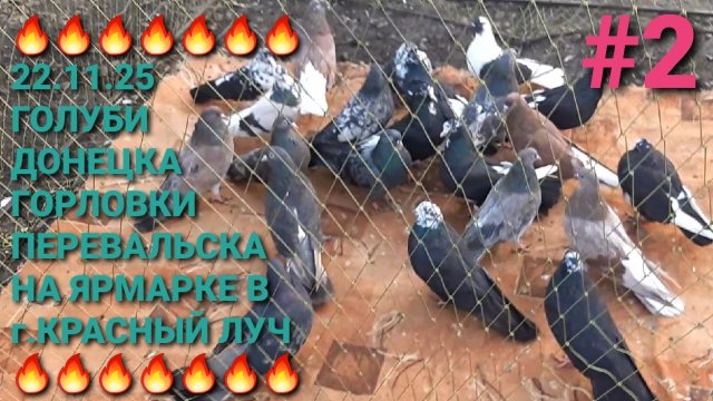 🔥🔥🔥 22.11.25 Голуби Донецка, Перевальска, Горловки на ярмарке в г.Красный Луч. Часть 2. Pigeons.