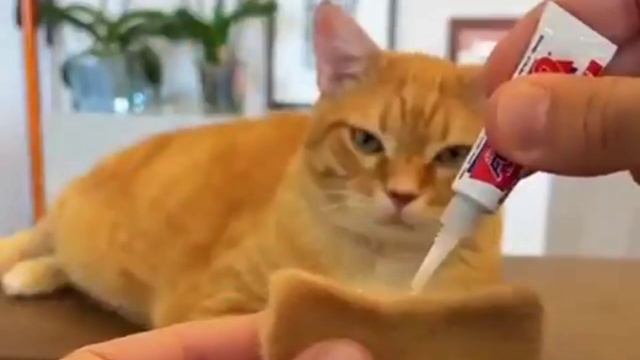 Кошатники, забираем лайфхак, куда девать шерсть своего питомца☺️