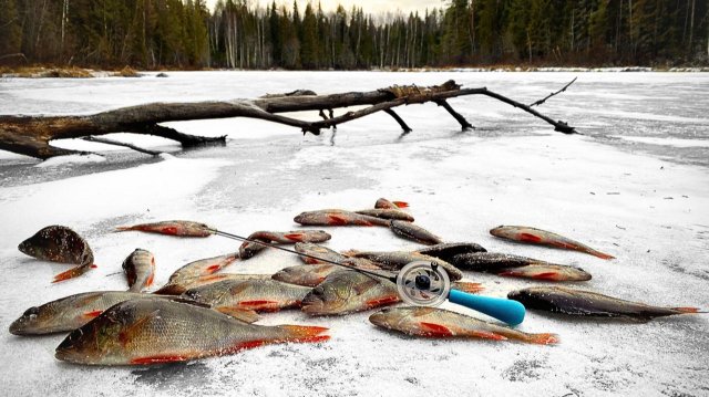 ПЕРВЫЙ ЛЁД 2025-2026 на ЛЕСНОМ ОЗЕРЕ / ЗДЕСЬ ОКУНИ ЗАГИБАЮТ КИВОК! РЫБАЛКА на БЕЗМОТЫЛКУ