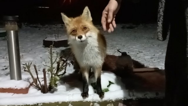 (1177) Лиса приходит в гости. Ноябрь 2025