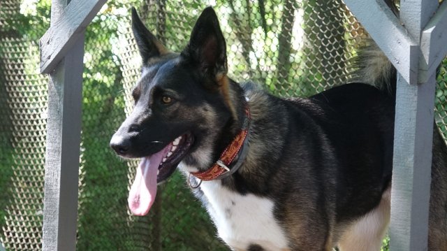 Замечательная Тина: преданность, интеллект, грация