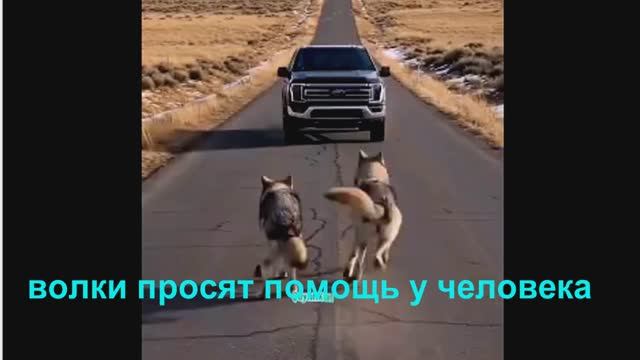 волки просят помощь у человека