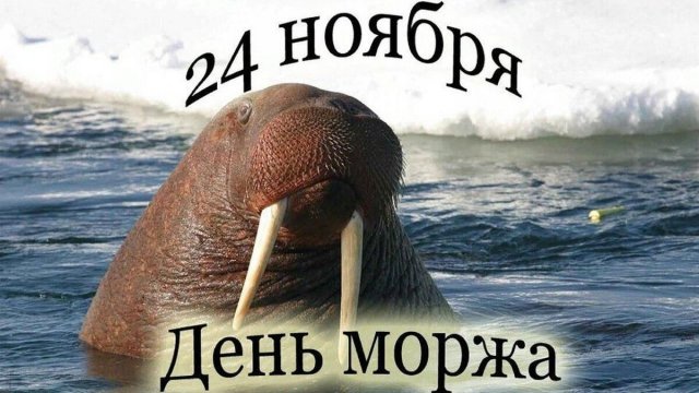 24.11.25 - День моржа