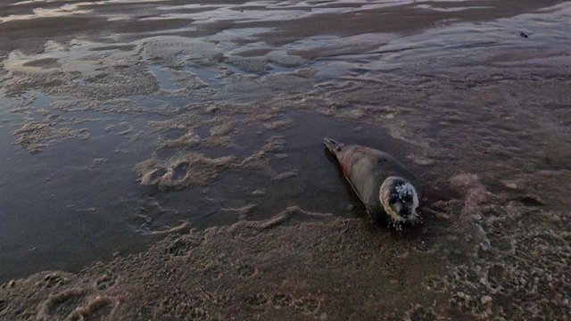 Раненого тюленя обнаружили на берегу моря в Мурманской области