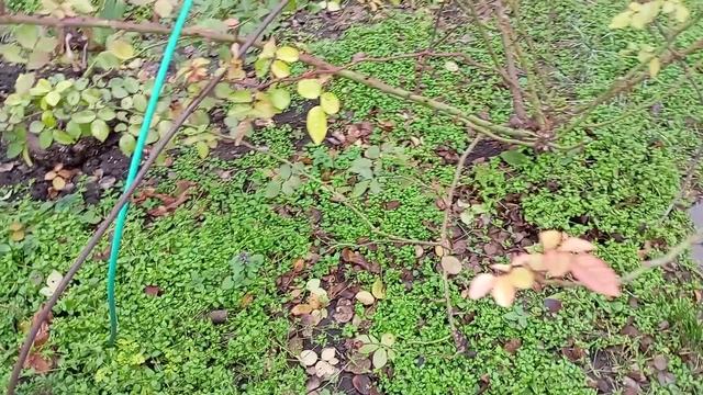 23 ноябрь, укрыла все что можно.