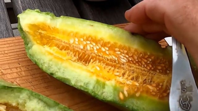 Опыт выращивания огурдыни