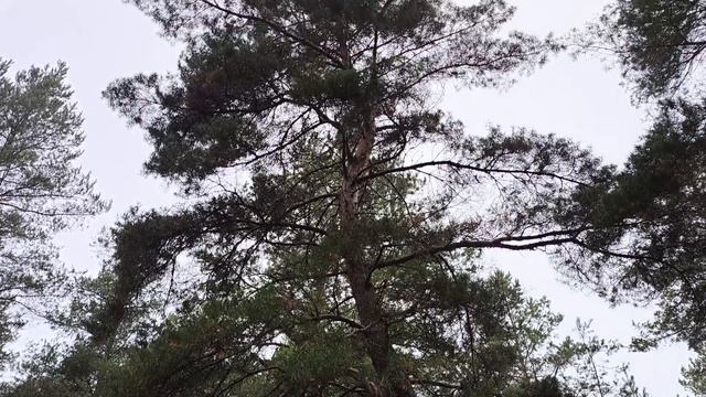 В_ ЛЕСУ!, на _ ПРИРОДЕ!.