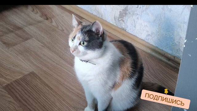 Кошкин вайб 🐱