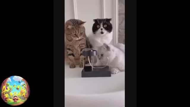 забавные и смешные кошечки и собачки 9