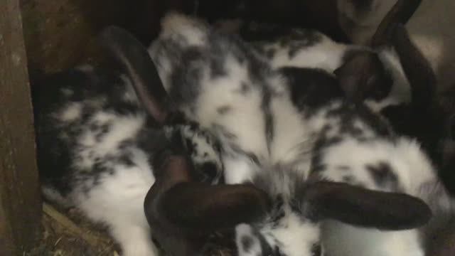 Милые пушистики