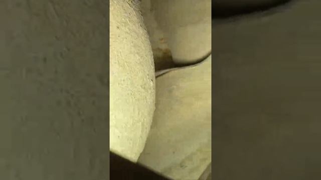 ☝️Что-то HAVAL активно начал приезжать совпадение ?