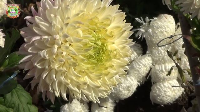 25 ноября 2025 до 10.30: Важное Время для Завершения Посевов и Посадок в знаке Козерог!