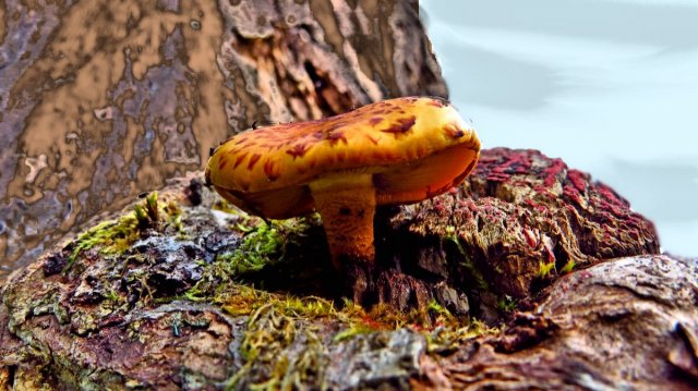 На гнилом дереве