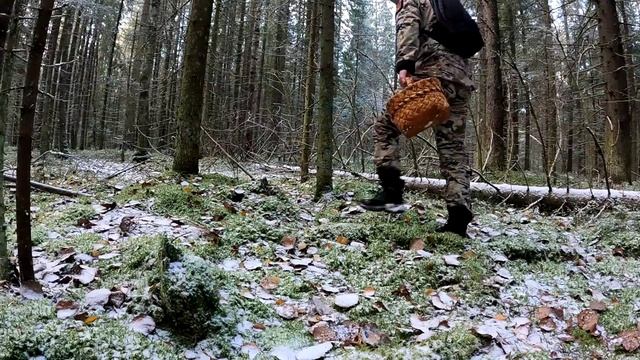Грибник зашел в лес и обалдел! Грибы полянами не ожидал! Первый снег, тихая охота Сказочная Карелия
