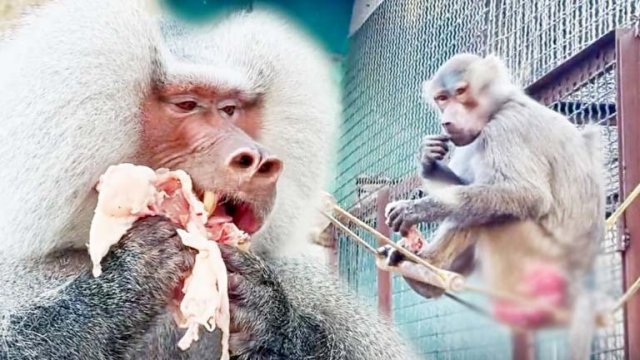 Елисей шуганул Лиду! Вспомнил, что надо держать самок в страхе! Что мясо делает с гамадрилом!